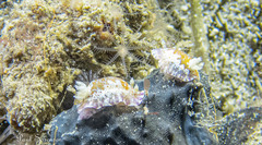 Chromodoris alternata