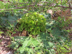 Arctopus monacanthus