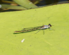 Austrocnemis splendida
