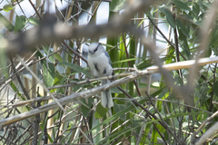 Cyanistes cyanus
