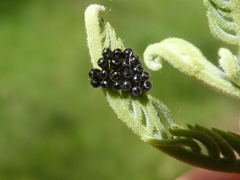 Oechalia schellenbergii