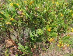 Osteospermum moniliferum