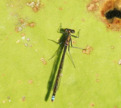 Austrocnemis splendida