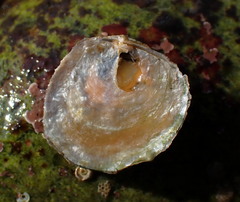 Heteranomia squamula