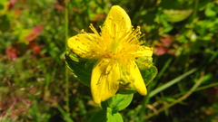 Hypericum maculatum maculatum