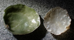 Heteranomia squamula