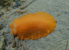 Doriopsilla carneola