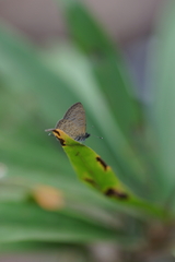 Prosotas nora ardates