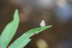 Prosotas nora ardates