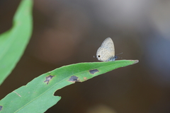 Prosotas nora ardates