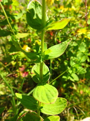 Hypericum maculatum maculatum