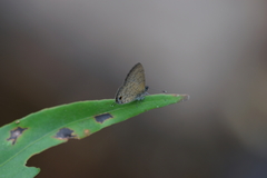 Prosotas nora ardates