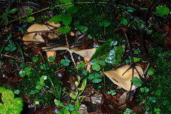 Lactarius salmonicolor
