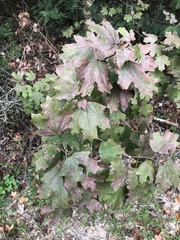 Acer floridanum