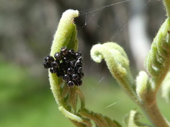 Oechalia schellenbergii