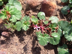 Pelargonium grossularioides