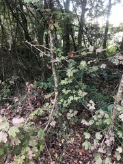Acer floridanum