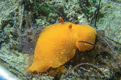 Doriopsilla carneola