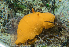 Doriopsilla carneola