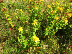 Hypericum maculatum maculatum