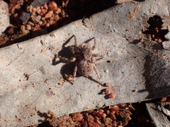 Maratus