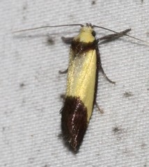 Crepidosceles timalphes