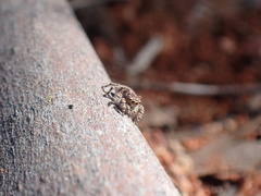 Maratus