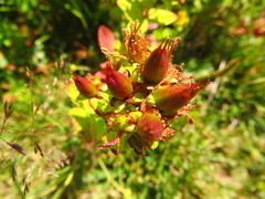 Hypericum maculatum maculatum