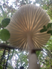 Fungi