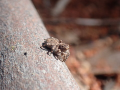 Maratus