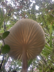 Fungi