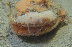 Mimachlamys asperrima