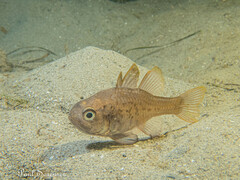 Vincentia conspersa