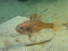 Vincentia conspersa