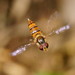 Black-banded Hoverfly - Photo (c) Reiner Richter, some rights reserved (CC BY-NC-SA), uploaded by Reiner Richter