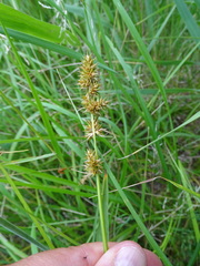 Carex otrubae