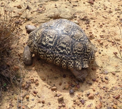 Stigmochelys pardalis