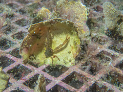 Galathea australiensis