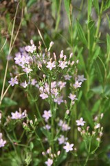 Centaurium pulchellum