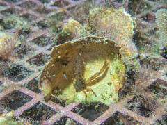 Galathea australiensis