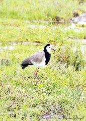 Vanellus crassirostris