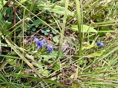 Gentianopsis