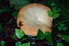 Lactarius salmonicolor