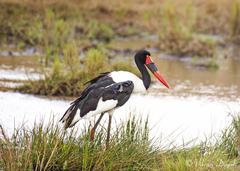 Ephippiorhynchus senegalensis