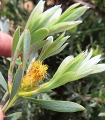 Leucadendron rubrum