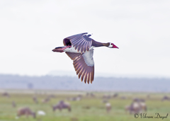 Plectropterus gambensis