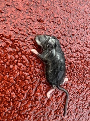 Rattus rattus