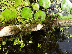 Ceratophyllum submersum
