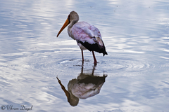 Mycteria ibis
