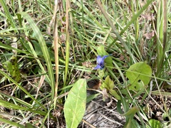 Gentianopsis